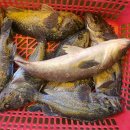 스카이 좌대낚시터 이미지