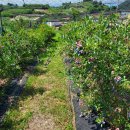 오차드 123 이미지