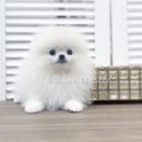 골든캐슬 쇼룸 이미지