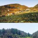 대산임업 - 진부면 | 대산임업