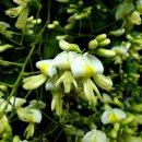 회화나무 꽃 이미지
