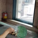 콕스바베큐 이미지