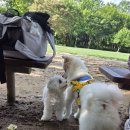 8월의 강아지 이미지