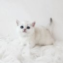 울산고양이분양 도레미캣 | [공지] 울산고양이분양 ! 건강검진 완료된 믿을 수 있는 안심 분양처 도레미캣 울산