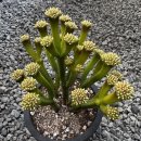 피라미다 이미지