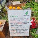 햇빛농장 | 제주도감귤따기체험 봉봉감귤체험농장 천혜향 내돈내산 후기