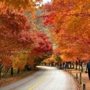 단풍세탁 이미지