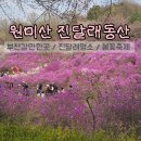 가좌1-05-013 | 부천갈만한곳 진달래명소 원미산 진달래동산 봄꽃축제 정보