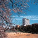 일본의 서강대학교, 소피아대학교(조치대) 국제학부