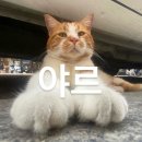 아라아라