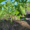 울릉초등학교 이미지