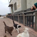 냥이사랑 이미지