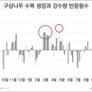 나이테