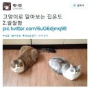 나만고양이없어 이미지