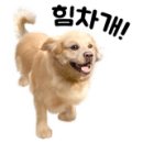 개랑놀아주는남자 이미지