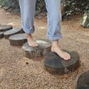 편백숲족욕# 네이버블로그