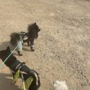 견고하개 이미지