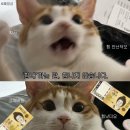 뽑기얌얌 이미지