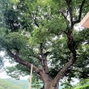 느티나무 이미지