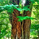 월계역 1번출구 이미지