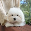 석적동물병원 | 석적강아지분양 미유펫대구점 후기, 새로운 가족을 만나다