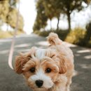 캣토피아 이미지