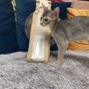 [고양이 용품] 나의 소중한, 오늘 &#39;고양이 장난감 정리 보관함&#39;