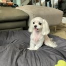 Groomer Ameri 이미지