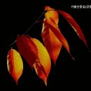 강동대로 이미지