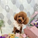 제이앤제이애견 이미지