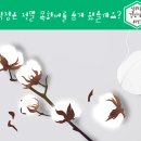 목화나라 이미지