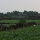 온평리-11 이미지