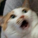 파티노래바 이미지