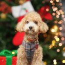 너와펫(PET) 이미지