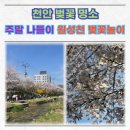 버거킹천안원성디티점 | 주말 나들이 천안 벚꽃 명소 원성천 벚꽃놀이 주차 정보