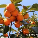 나무와숲 이미지