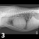 경산동물병원 이미지