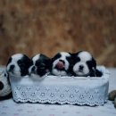 동물농장 이미지