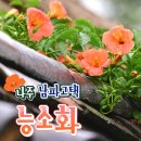 남내동 | 조선의 멋과 여름의 정취, 나주 남파고택 능소화
