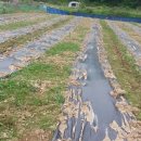 김기수 농장 이미지