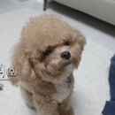 토리 이미지