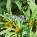 미국가막사리 이미지