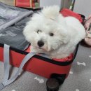 글로리 폭스 꼬똥 이미지