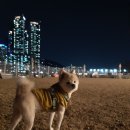 댕댕월드 이미지