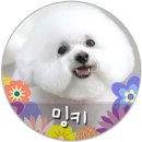 밍키애견 이미지