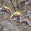 버들강아지 이미지