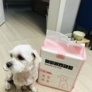 해현트레이딩 마벨배변패드 클로렐라간식&amp;칼슘간식후기
