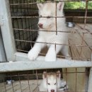 성주허스키켄넬 이미지