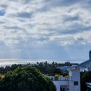 코우코알라 이미지