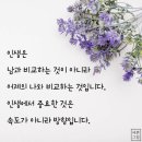 맨땅이나 상토 위에 막뿌려도 나는 꽃씨종류 알려주세요♥ 이미지